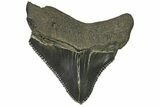 Juvenile Megalodon Tooth - Georgia #115637-1